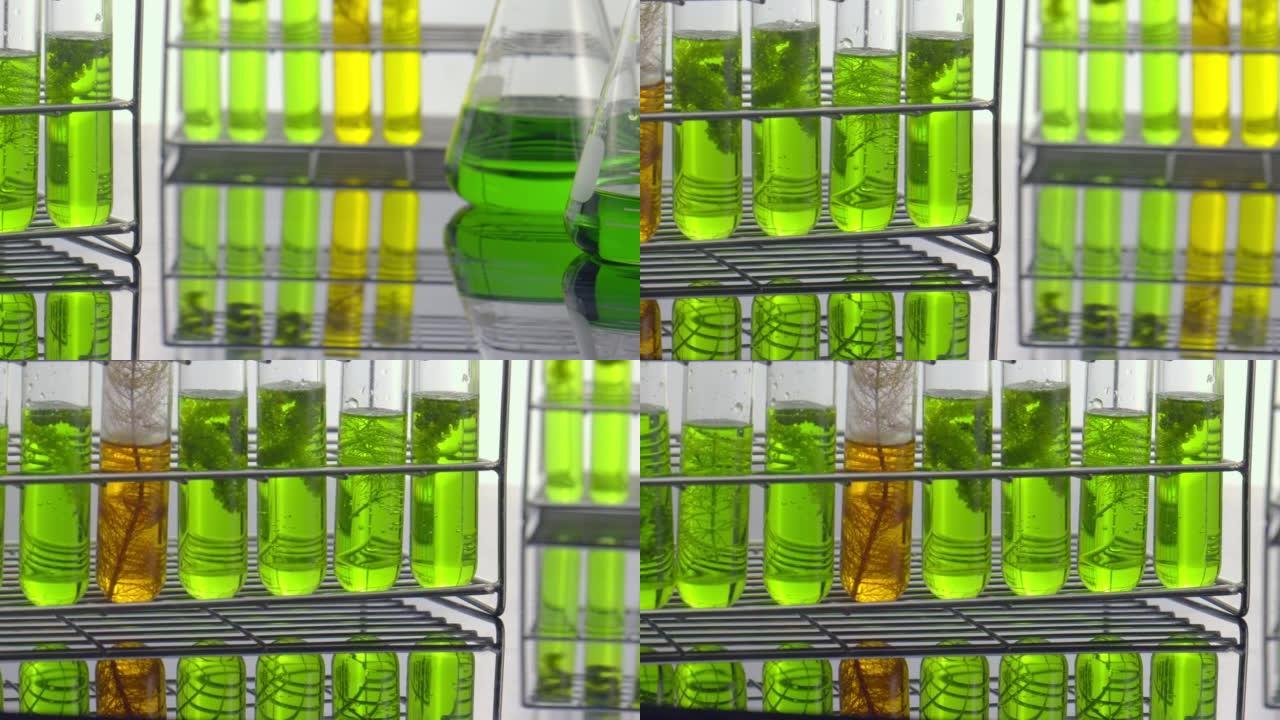 科学家正在研究藻类能量以获取可靠的生物燃料来源。