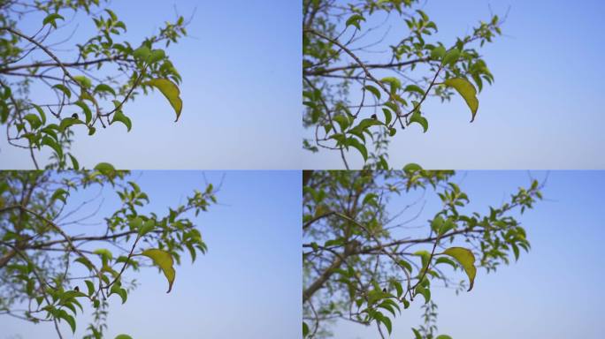 蓝天微风树叶摇摆自然环绕升格25fps