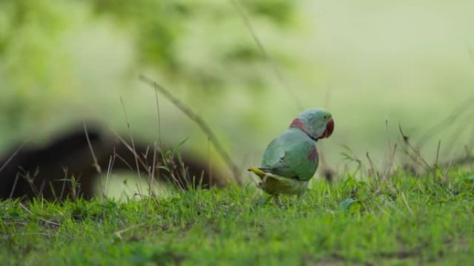 亚历山大长尾小鹦鹉在Ranthambore老虎保护区的地面上寻找食物