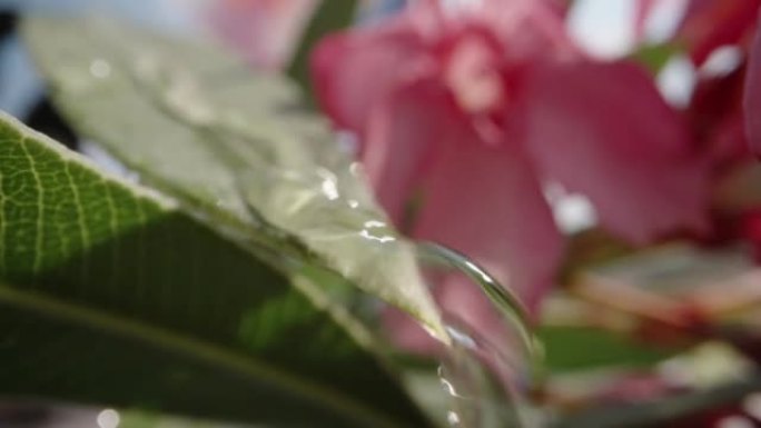 Poisonous pink Nerium flower, water runs down the 