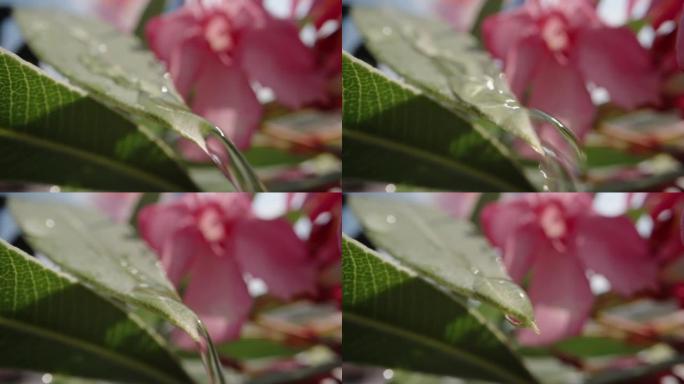 Poisonous pink Nerium flower, water runs down the 