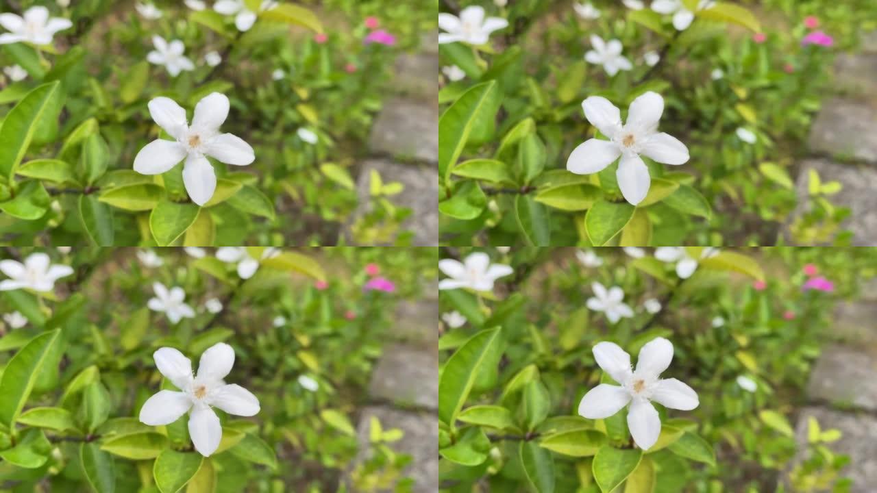 五瓣白色茉莉花开，颜色白色，小五瓣带黄色花粉