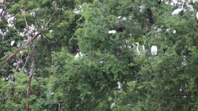 一大群白鹭依附在大树的树枝上。
