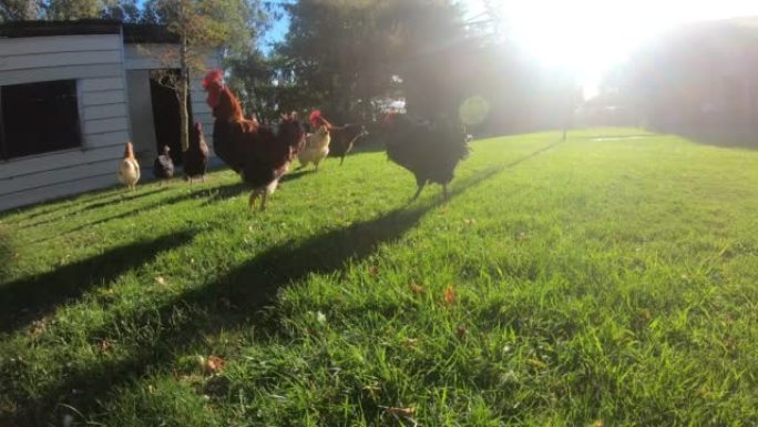 母鸡鸡肉基地产业饲养养殖公鸡鸡蛋