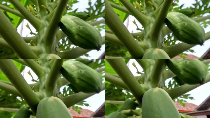 还很年轻的木瓜果实茎上挂着绿色的肤色