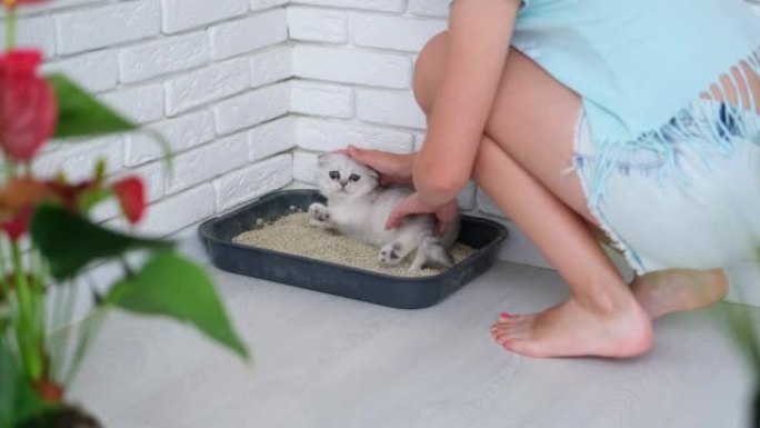 一个小女孩正试图如厕训练一只小猫。一个孩子教苏格兰折叠猫上厕所。
