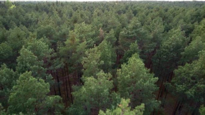飞越森林。高大的树木。直升机上的景色。直升机搜索。摄像机在不同高度的前向运动。版本10