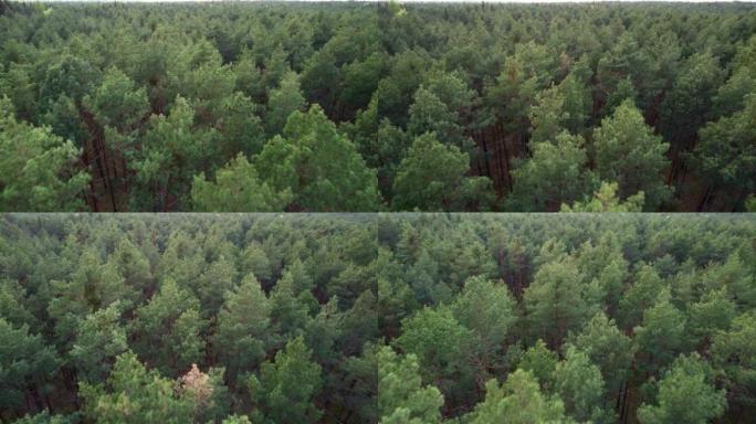 飞越森林。高大的树木。直升机上的景色。直升机搜索。摄像机在不同高度的前向运动。版本10