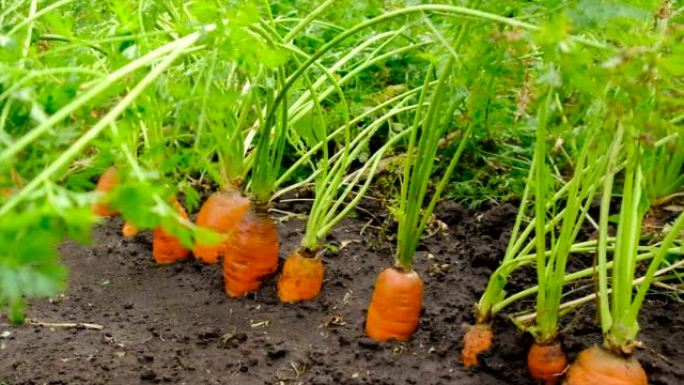胡萝卜在花园里生长。选择性聚焦。食品。