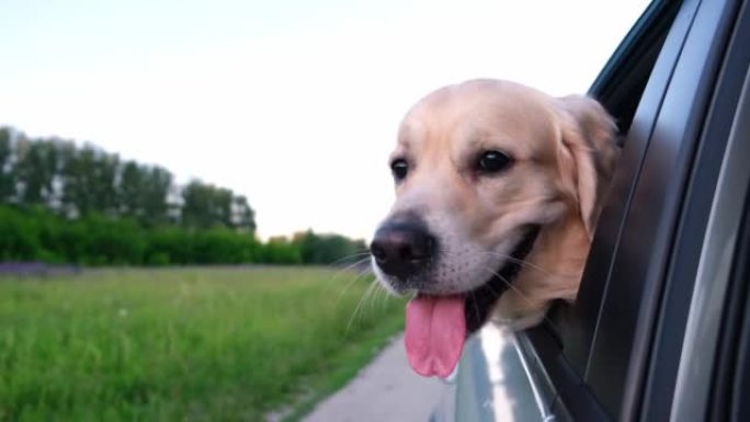 一只快乐的狗在夏天开车旅行。金毛猎犬在阳光明媚的日子里看着车窗外面。带宠物的汽车旅行。