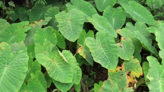 Caladium leaf in forest