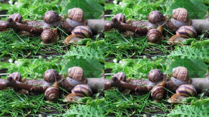 Five large grape garden snails Helix pomatia live 