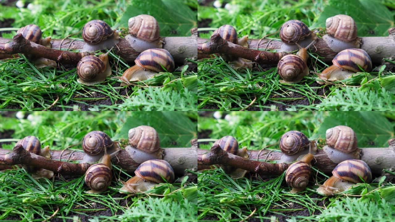 Five large grape garden snails Helix pomatia live 