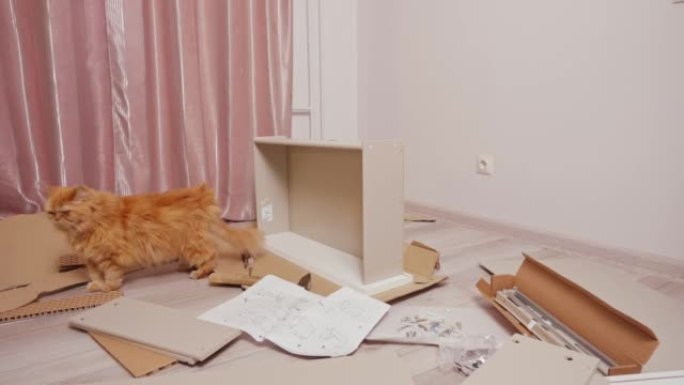 姜蓬松的猫在零件周围走动，在公寓的地板上组装一个抽屉柜