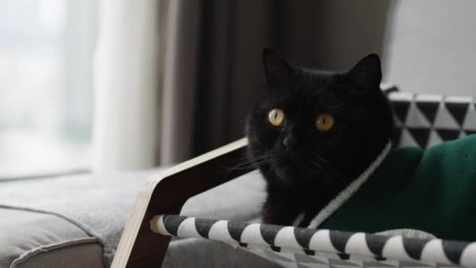 客厅猫床上休息的黑猫的4k肖像。