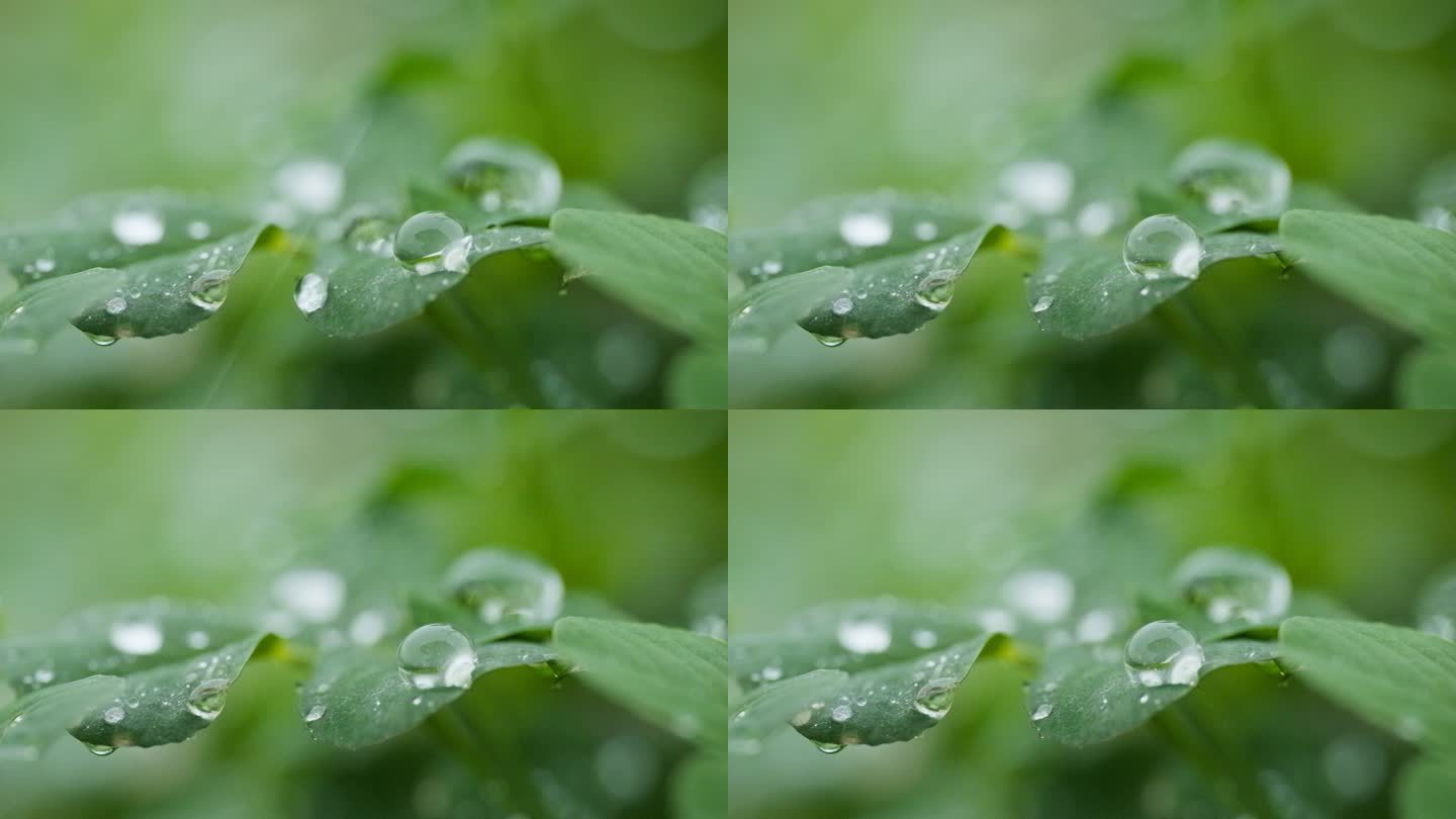 春雨滋润植物4K慢镜头实拍