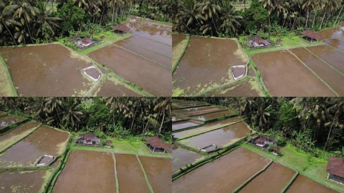 小神社中间的积水稻田，空中轨道拍摄