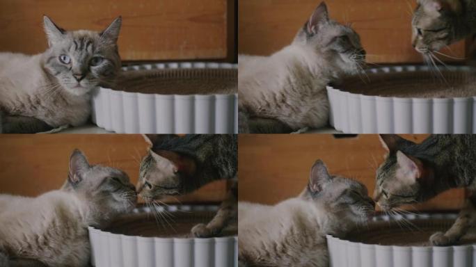 亲密的爱着两只猫面对面地摩擦着他们的鼻子。