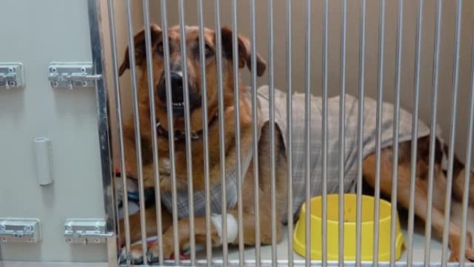 动物收容所狗笼中的混合犬种狗悲伤的脸在兽医诊所感到孤独