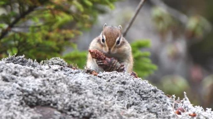 花栗鼠鼓起脸颊，在岩石上吃松果