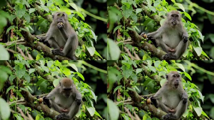 长尾猕猴，新加坡小猴树梢树丛猕猴