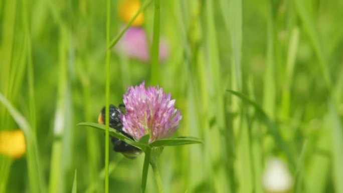 大黄蜂和红三叶草。大黄蜂或熊蜂，在三叶草上吃花蜜。宏观观。