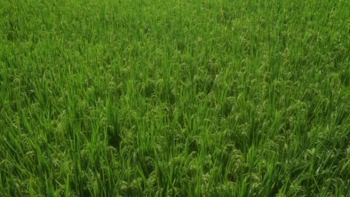 稻田三农业农田园耕地种植大米水稻丰收