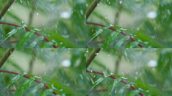 特写水滴绿叶前景。巨雨落在绿色植物叶子上。平静放松的冥想平静的背景。慢动作雨滴在雨中从绿叶蕨类植物中