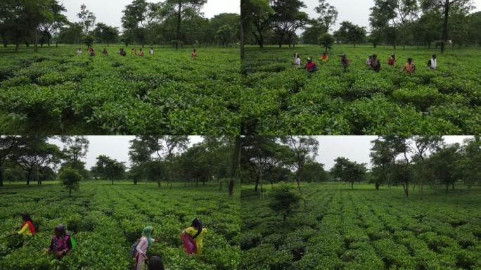 孟加拉西里古里: 印度茶园田间工作妇女的2022年8月22日无人机拍摄。