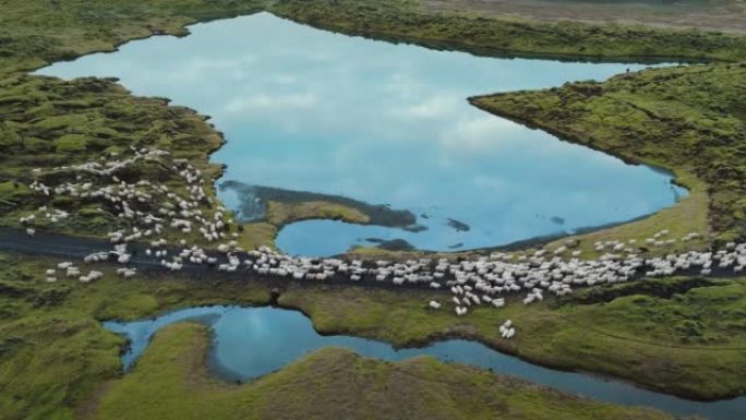 冰岛高地沿冰川蓝湖移动的羊群的鸟瞰图。