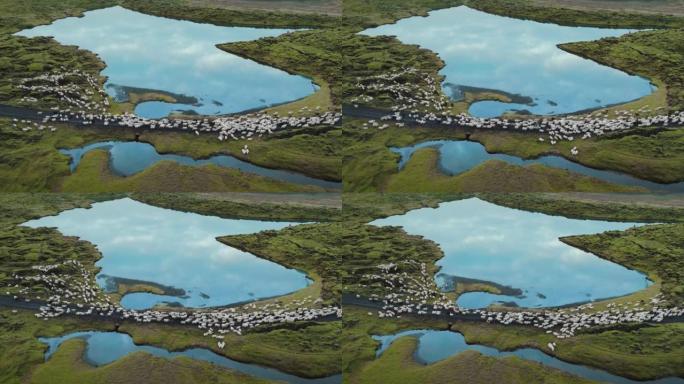 冰岛高地沿冰川蓝湖移动的羊群的鸟瞰图。