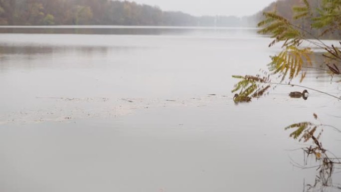 雾蒙蒙的秋日，两只野鸭在平静的河中游泳