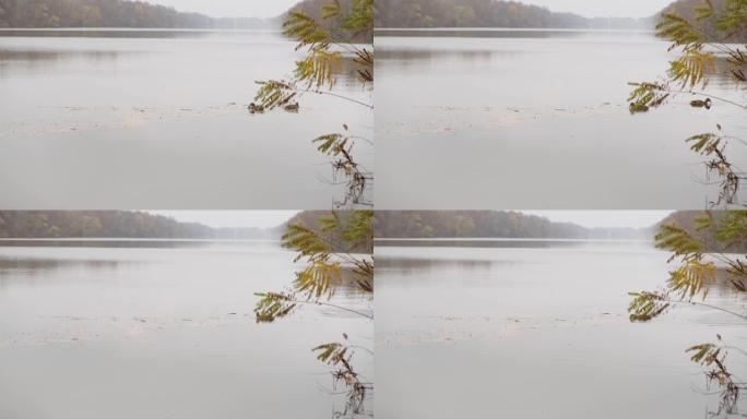 雾蒙蒙的秋日，两只野鸭在平静的河中游泳