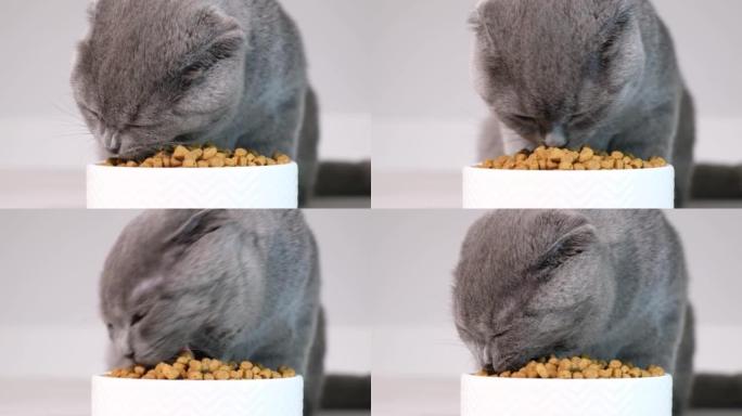 一只灰色苏格兰小猫吃干猫粮的特写镜头。小猫干粮广告。