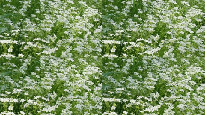 美丽的草地虎耳草 (sxifraga granulata) 花朵在风中移动的特写镜头