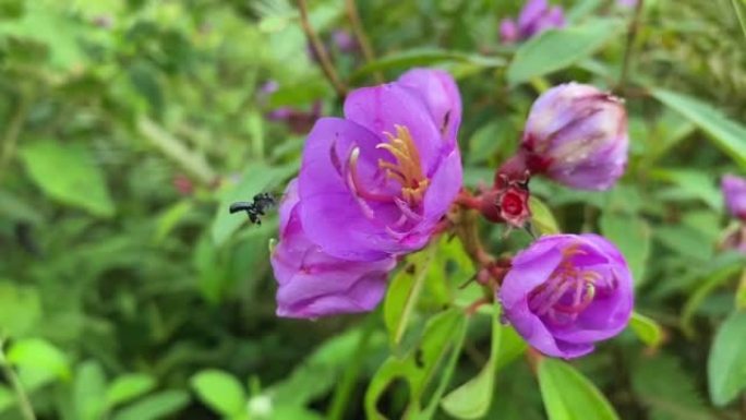 无刺蜂对野性野性花，生，野生纯蜂蜜，有益健康