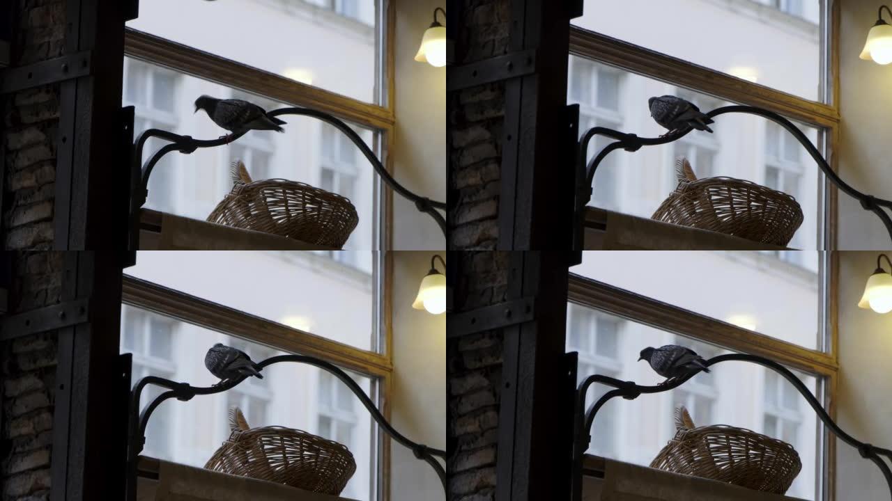 这只鸟坐在商店的柜台上。这只鸟飞进了咖啡馆。