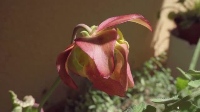 瓶子草花的特写镜头，背景模糊，墙壁和绿色小植物