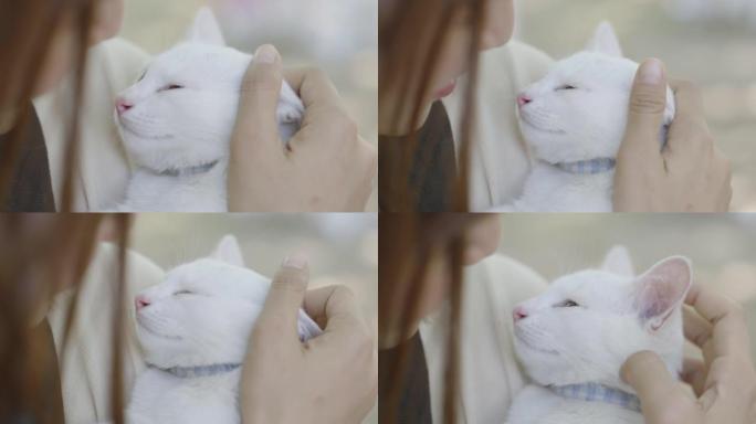 白猫被女人抱着时睡得很香。