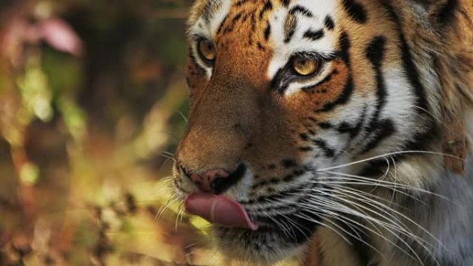 一只老虎在其自然栖息地专心地凝视着远方。慢动作