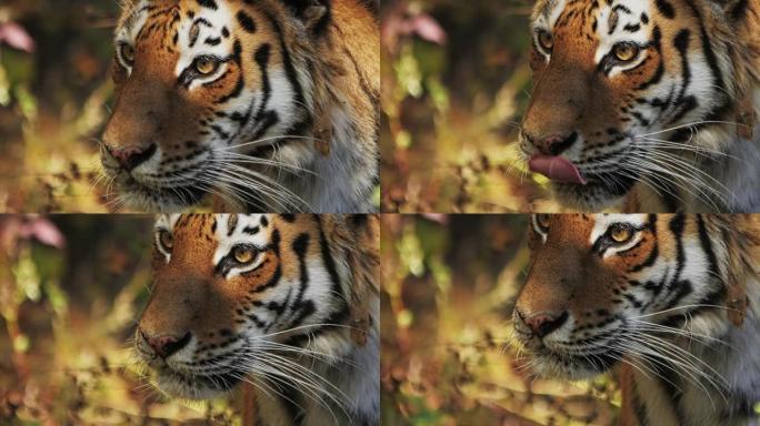 一只老虎在其自然栖息地专心地凝视着远方。慢动作