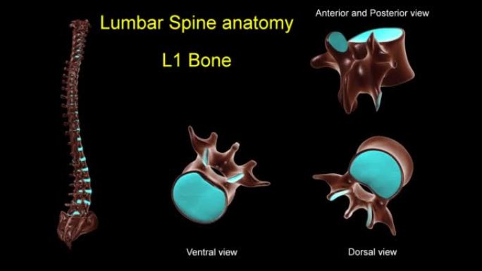 腰椎L 1骨解剖医学概念3D动画