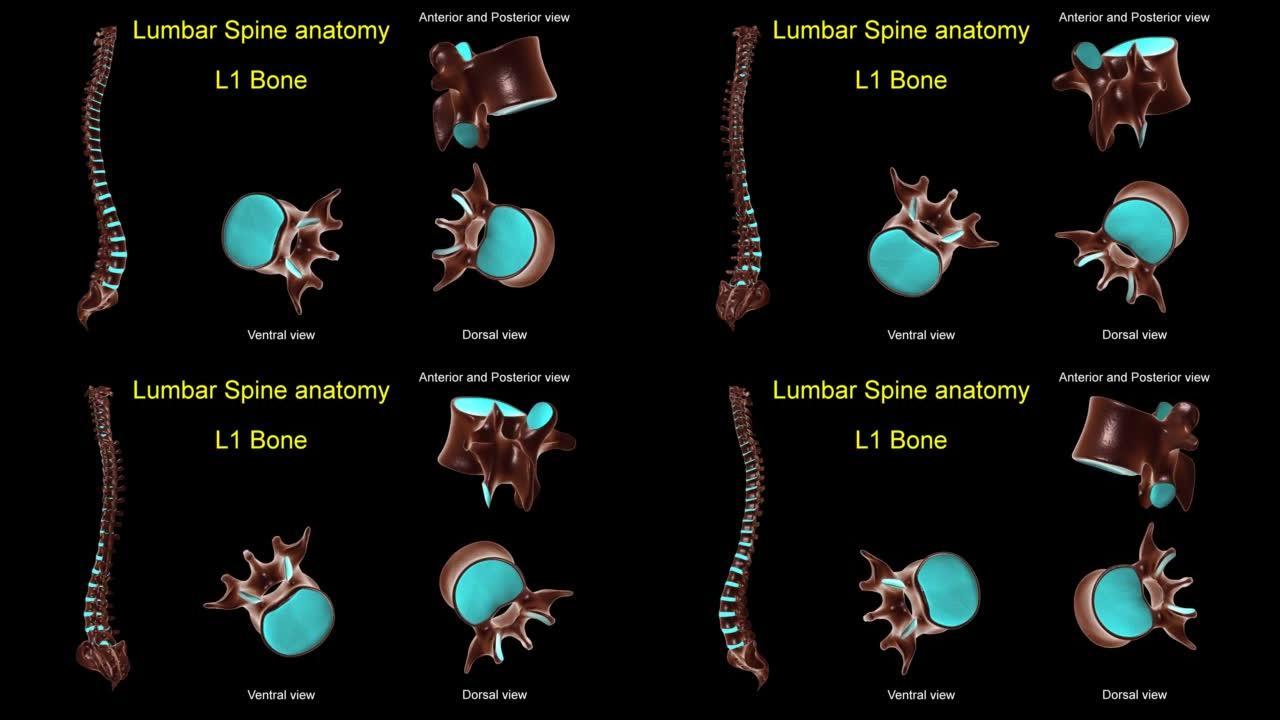 腰椎L 1骨解剖医学概念3D动画