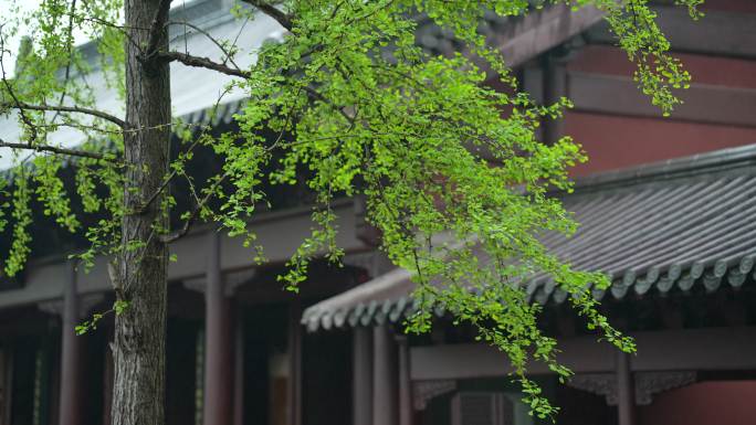 杭州钱王祠春季清明节雨天古建筑自然唯美