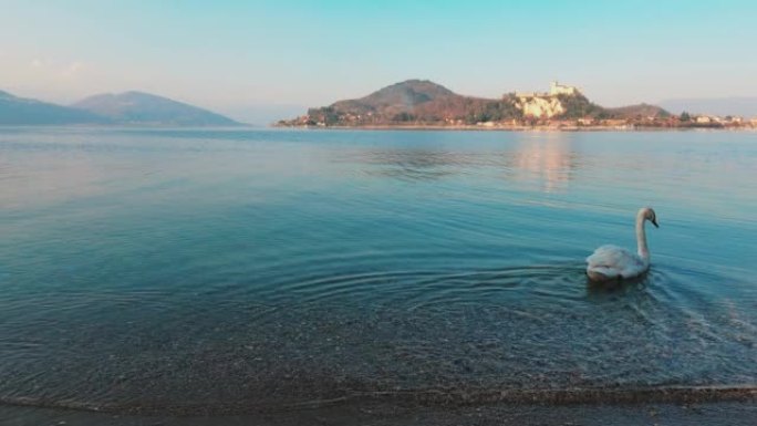 美丽优雅的白天鹅进入意大利马焦里湖的水中。背景中的安格拉城堡。慢动作