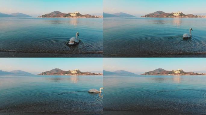 美丽优雅的白天鹅进入意大利马焦里湖的水中。背景中的安格拉城堡。慢动作