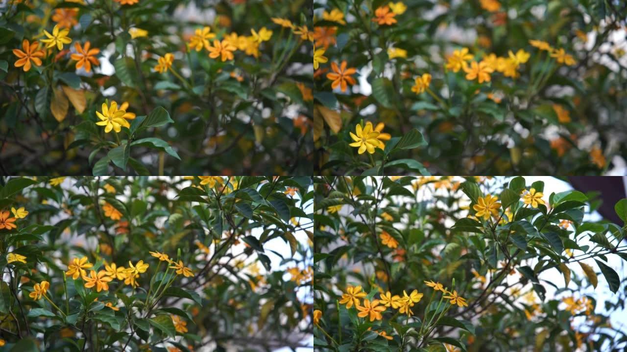 树上的黄色花，栀子花
