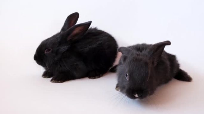 三只小黑兔被隔离在白色背景上。野兔是根据东方历法2023年的符号。可爱的家庭宠物。圣诞节、新年或复活