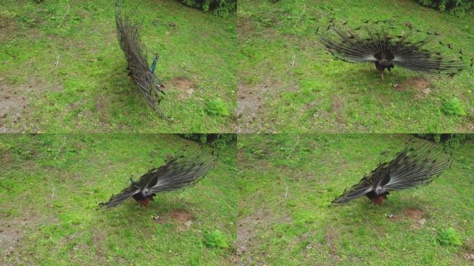 在绿草上打开带有扇形尾巴的虹彩蓝孔雀