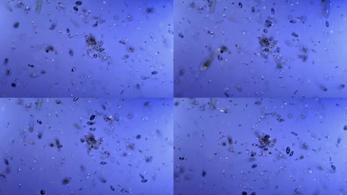 纤毛虫微生物菌落显微镜下微生物病毒细菌